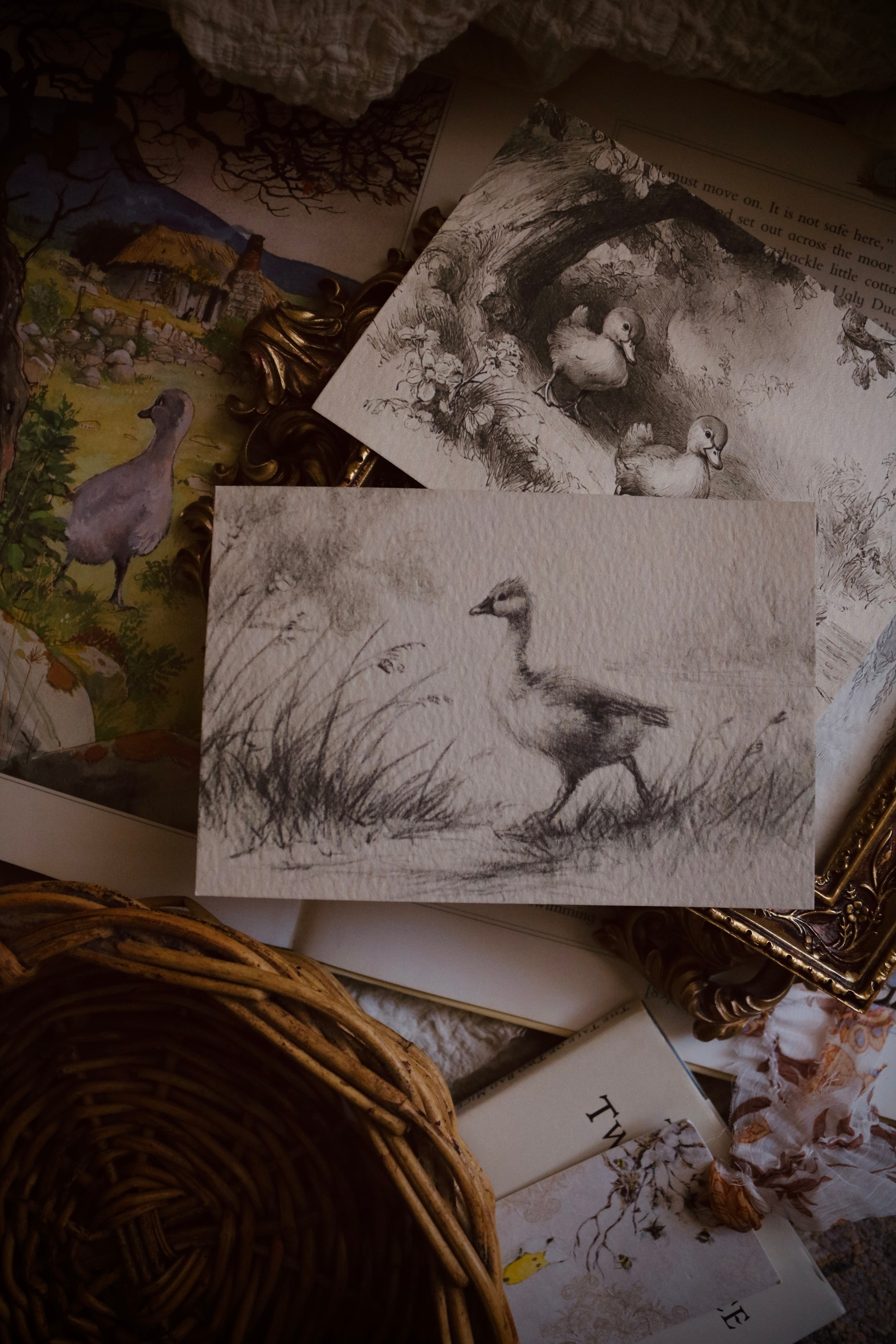 Meadow Duck | First Spring