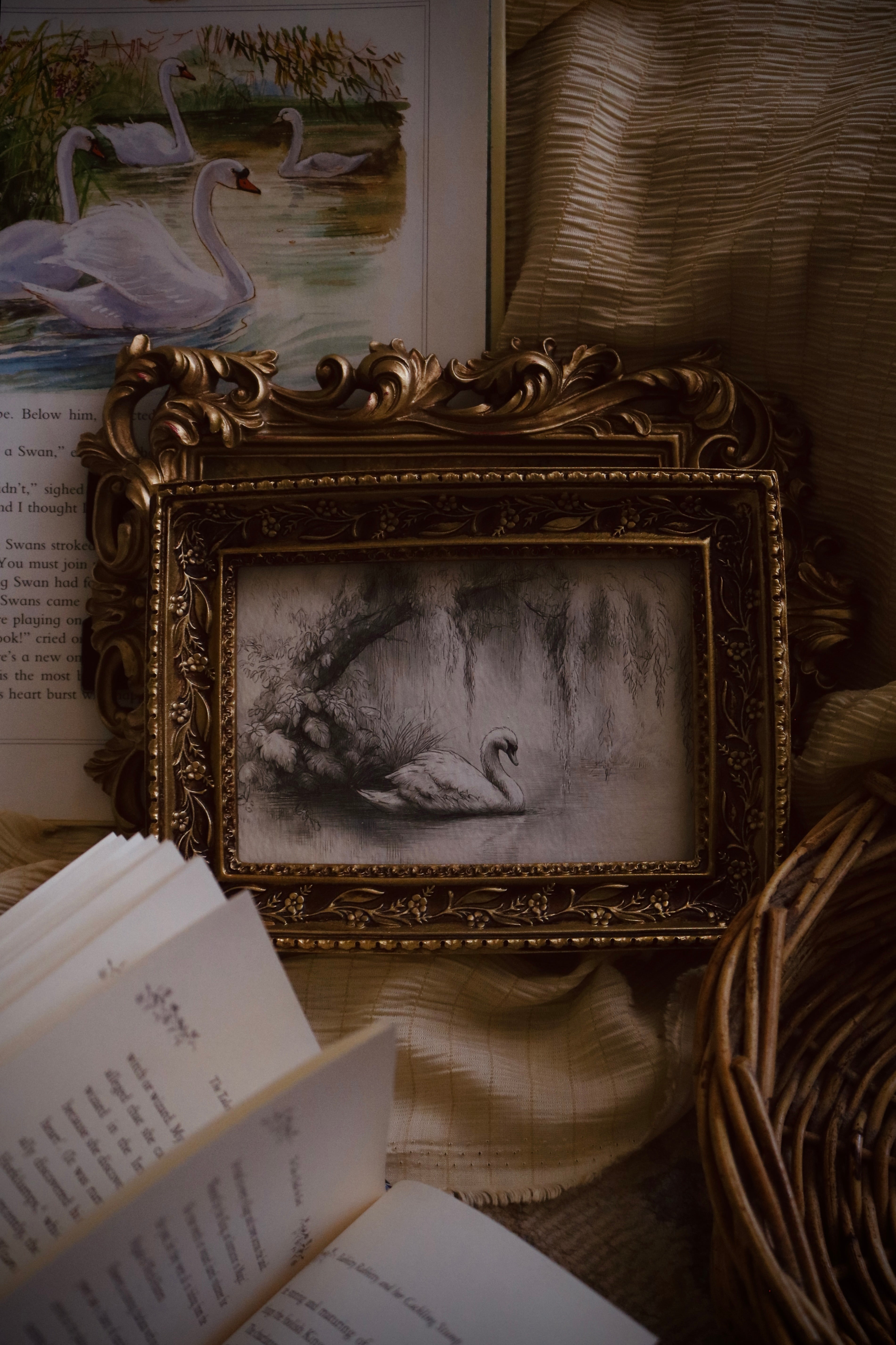 Swan’s Quiet Passage | First Spring