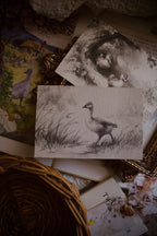 Meadow Duck  | First Spring