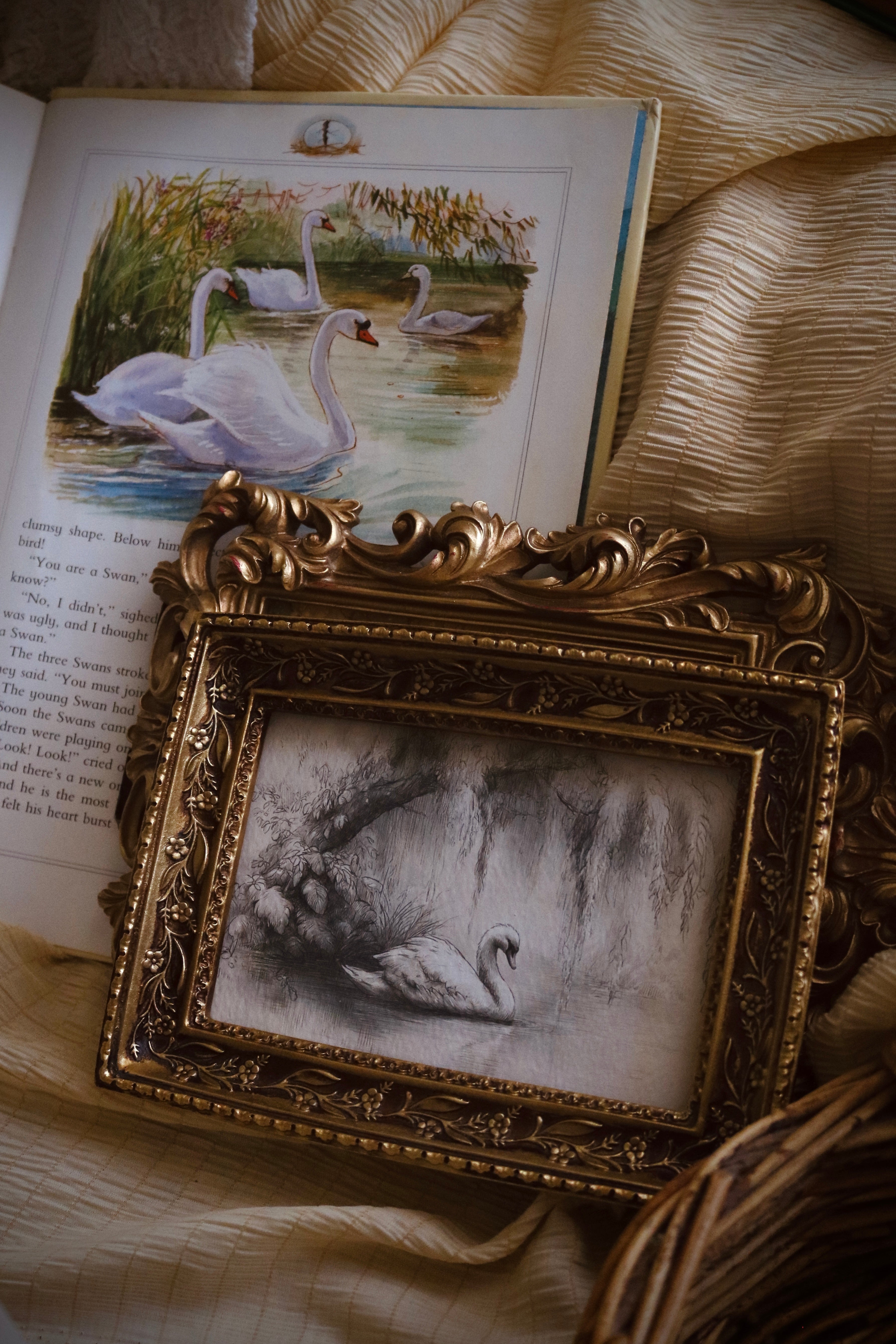Swan’s Quiet Passage | First Spring