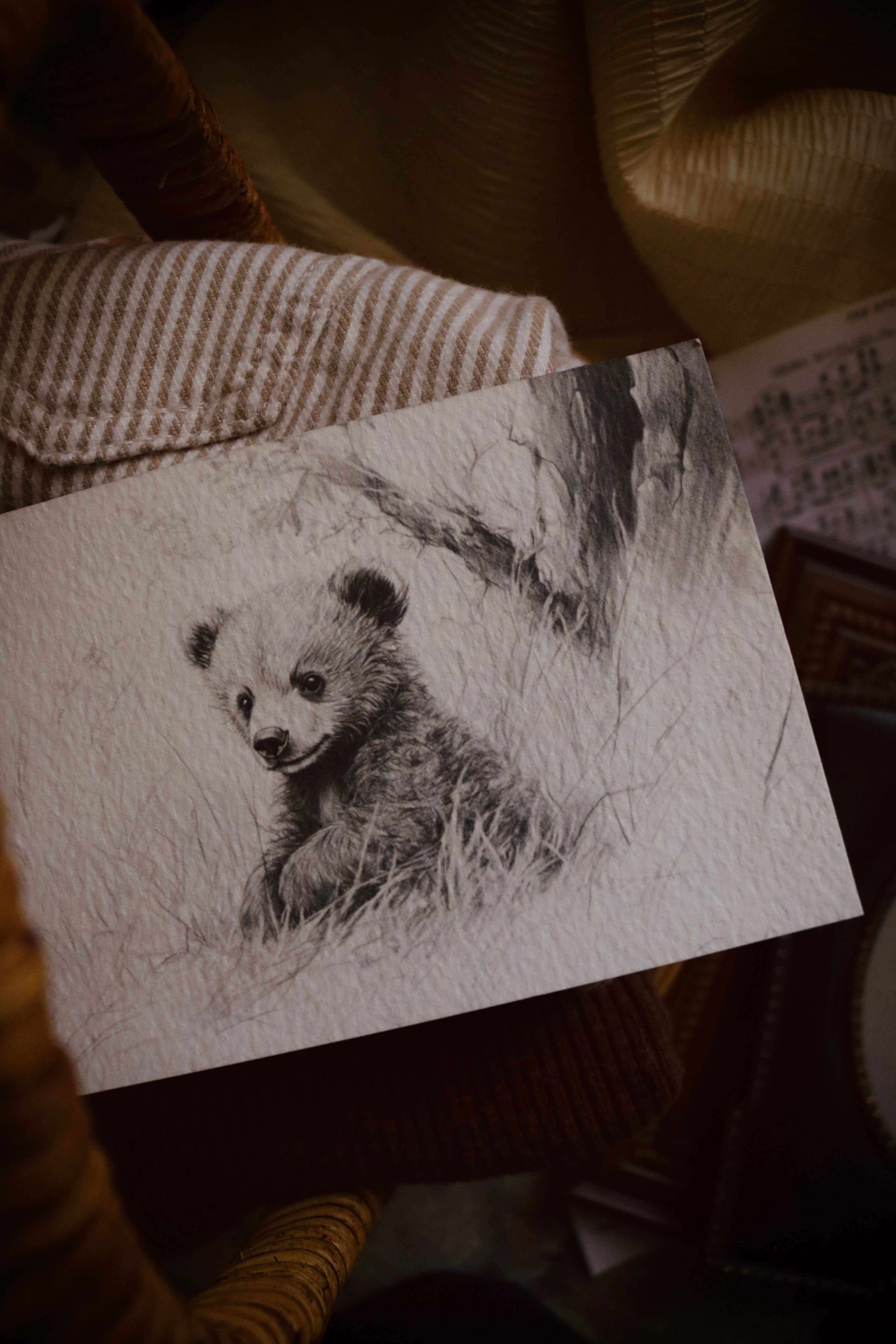 Bear | First Spring