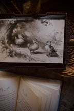 Three Playful Goslings | First Spring