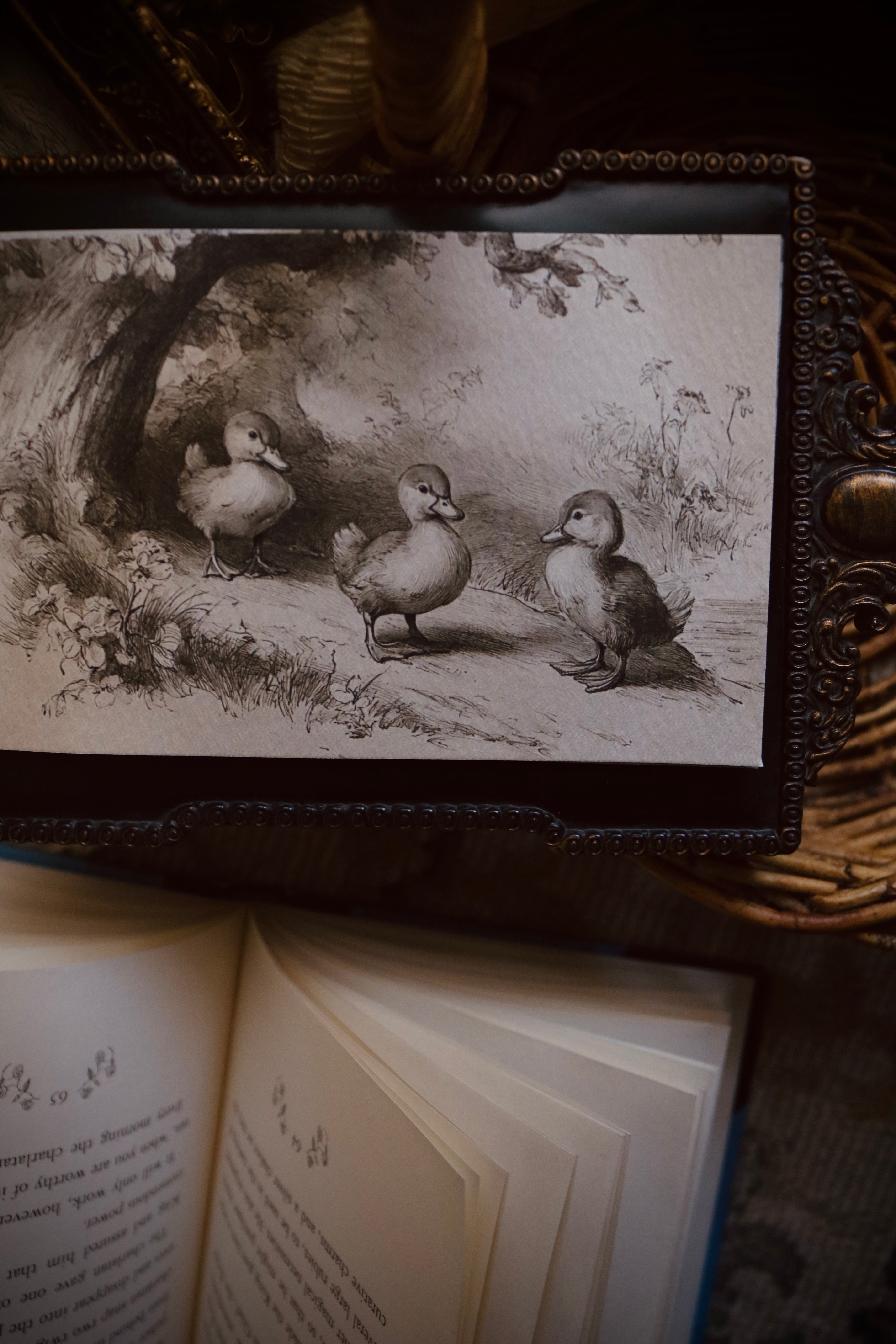 Three Playful Goslings | First Spring